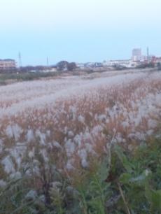 すすきのじゅうたん