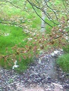 雨の中の桜