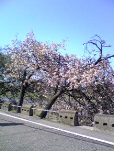 八重桜